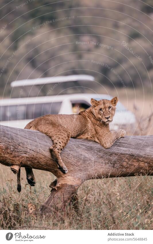 Junger Löwe, der auf einem Baumstamm in der kenianischen Savanne ruht Kenia Afrika Safari Tierwelt Natur jung aussruhen Kofferraum jugendlich wild natürlich