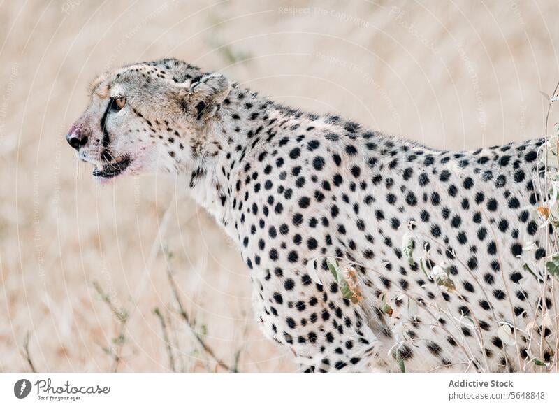 Gepard beim Beobachten der Savanne in Kenia, Afrika Tierwelt Raubkatze wild Natur im Freien Raubtier katzenhaft Erhaltung natürlicher Lebensraum gepunktet