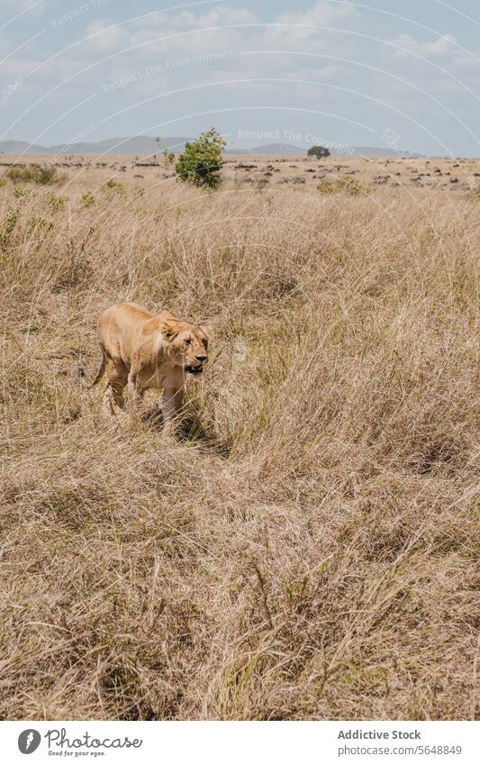 Löwin auf Streifzug durch die kenianische Savanne Kenia Afrika Tierwelt Grasland natürlich Lebensraum majestätisch wandern umfassend wild Natur Katze Raubtier