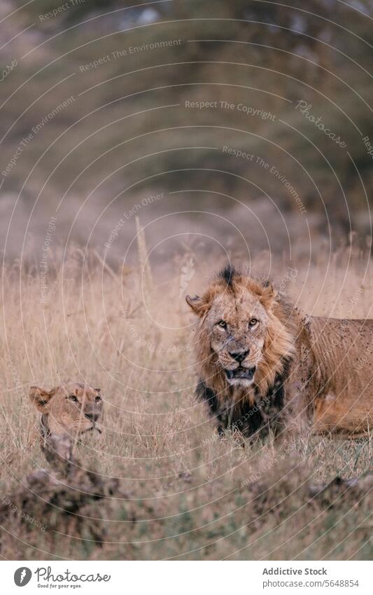 Majestätischer Löwe und Jungtier in der kenianischen Savanne Kenia Afrika Tierwelt Grasland Natur wild Säugetier Raubtier natürlich katzenhaft Raubkatze Safari