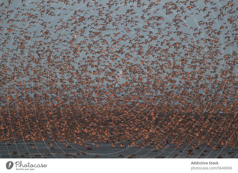 Dramatischer Himmel voller fliegender Alpenstrandläufer in Snettisham, England Mähnefleck Migration Nachehelicher Vertrag Watvögel Vogel Küste migratorisch