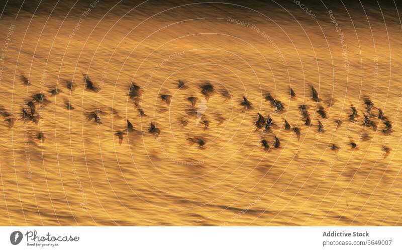 Alpenstrandläuferzug an der Küste von Snettisham bei Sonnenuntergang Mähnefleck Vogel Migration England Nachehelicher Vertrag migratorisch Durchgang Schwarm