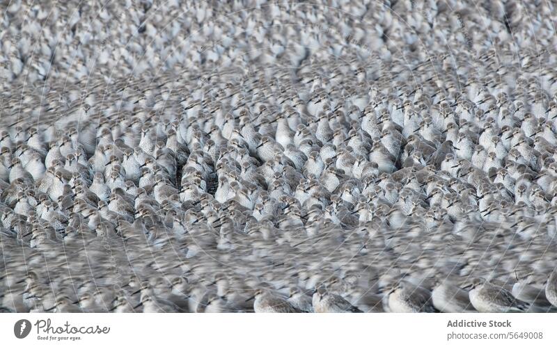 Vogelzug-Spektakel an der Küste von Snettisham, England Schwarm Migration Mähnefleck Watvögel Küstenstreifen Nachehelicher Vertrag Durchgang Natur Tierwelt