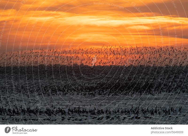 Watvogelflug bei Sonnenuntergang in Snettisham Migration Mähnefleck England Küste Vogel Nachehelicher Vertrag Watvögel Flug Silhouette Himmel Natur Tierwelt