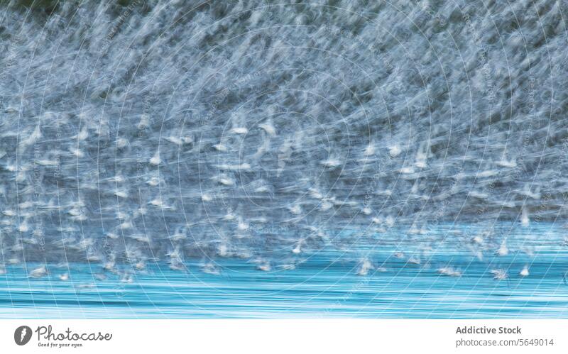 Alpenstrandläuferschwarm in Bewegung während des Zuges bei Snettisham Mähnefleck Schwarm Migration England Küste Nachehelicher Vertrag Durchgang Anglerhose