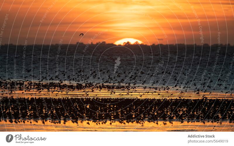 Alpenstrandläuferzug an der Küste von Snettisham bei Sonnenuntergang Vogel Migration Mähnefleck England Nachehelicher Vertrag migratorisch Durchgang Anglerhose