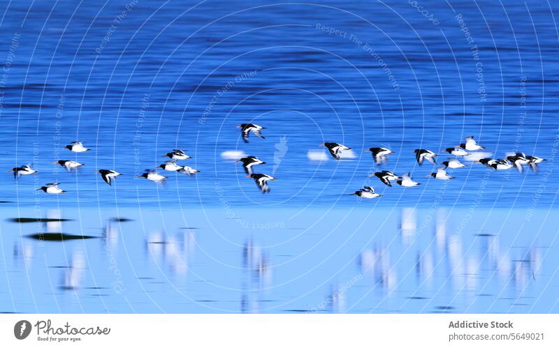 Wandernde Alpenstrandläufer im Segelflug über den Snettisham-Gewässern Mähnefleck migratorisch Vogel Watvögel Flug Küste England Wasser schimmern blau Schwarm