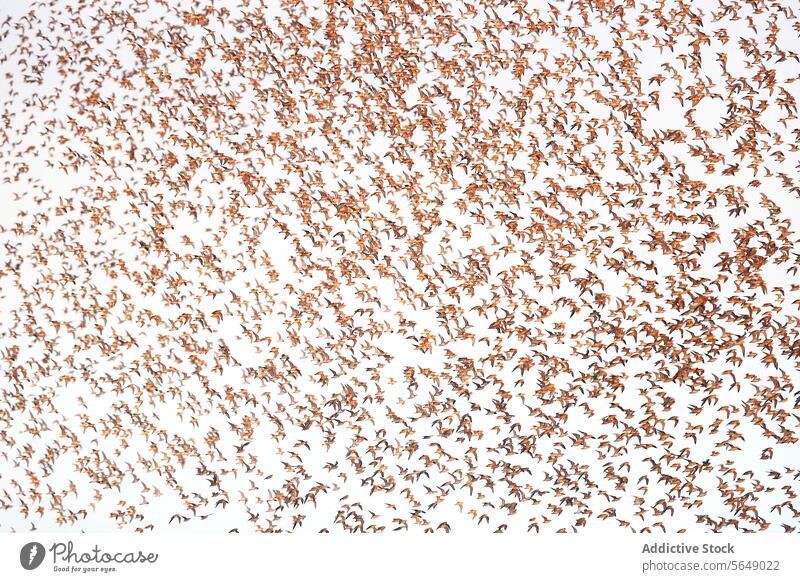 Postnuptialer Zug der Alpenstrandläufer bei Snettisham Mähnefleck Migration Nachehelicher Vertrag Schwarm Küste England Vogel Flug Tierwelt Natur koordiniert
