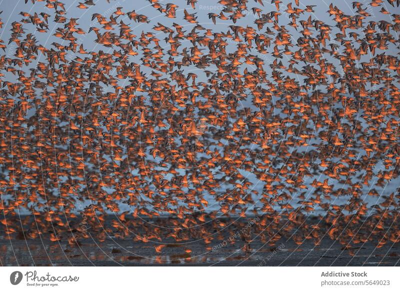 Durchziehende Alpenstrandläufer im Flug an der Küste von Snettisham Vogel Mähnefleck Schwarm Migration fliegen England Nachehelicher Vertrag Anglerhose