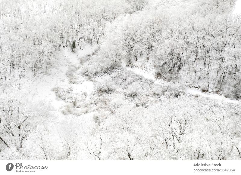 Winterdecke über dem Wald von Guadalajara Schnee Luftaufnahme Spanien Gelassenheit Landschaft Natur weiß Ruhe Saison Baum kalt Frost Wildnis Umwelt friedlich