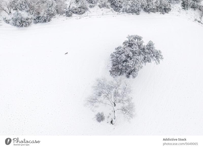 Winterlandschaft mit verschneiten Bäumen in Guadalajara, Spanien Landschaft Schnee Baum Antenne Ansicht weiß Decke vereinzelt Natur kalt Saison Ruhe