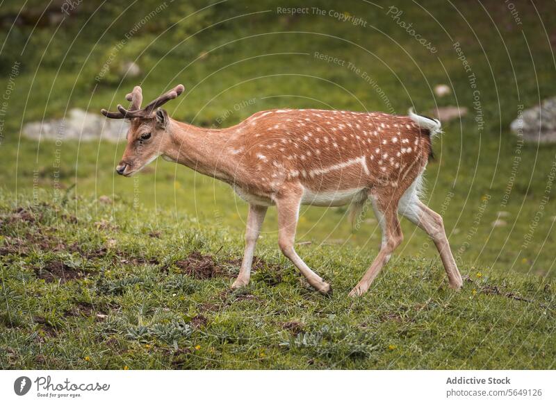 Niedliche gefleckte Hirsche auf einer Wiese im Nationalpark Gras Wald wild Tier Natur Fleck Landschaft braun Feld tagsüber Umwelt friedlich grasbewachsen ruhig