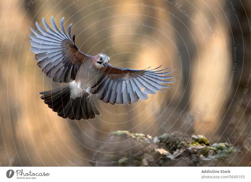 Eichelhäher im Flug über Waldboden Vogel Flügel Natur Tierwelt fliegen Federn Aufstrich Leitwerke Air mitten im Flug elegant eurasischer Eichelhäher Bewegung