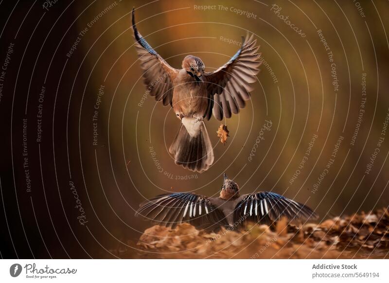 Der Eichelhäher im Herbst zeigt einen faszinierenden Tanz in der Luft Vogel Flug eurasischer Eichelhäher Natur Tierwelt Flügel Feder braun