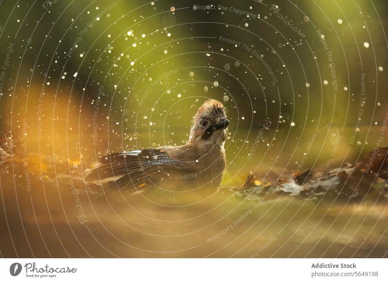 Magisches Vogelbad inmitten glitzernder Wassertropfen Bad Tropfen schimmern golden Licht mystisch einsiedlerisch Natur Tierwelt Feder nass funkeln ruhig