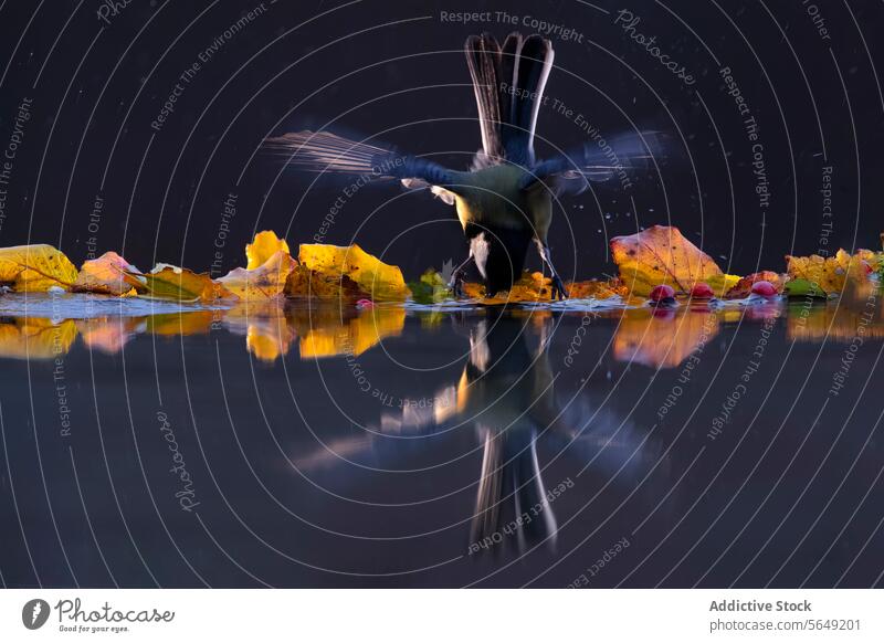Meisenvogel beim Abheben vom Wasser mit Herbstlaub Vogel Flug Reflexion & Spiegelung Blätter Natur Flügel Abflug Gelassenheit farbenfroh schlagend Oberfläche
