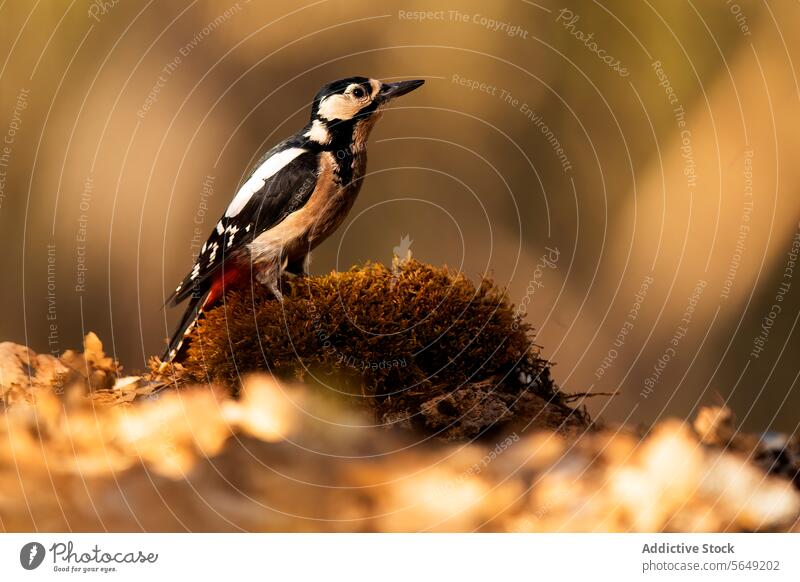 Buntspecht in seinem natürlichen Lebensraum Specht Vogel großartig gepunktet Tierwelt Natur gehockt Moos Boden verschwommener Hintergrund Schnabel Federn