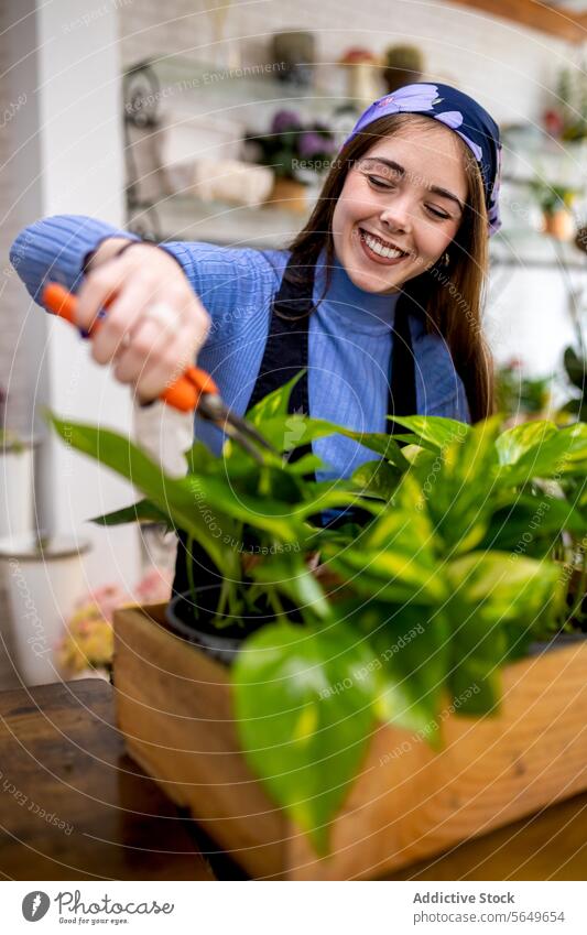 Lächelnde Frau beim Beschneiden einer Topfpflanze in der Floristik Blumenhändler entgittern Pflanze Werkzeug Epipremnum aureum Blatt Arbeit entfernen tot