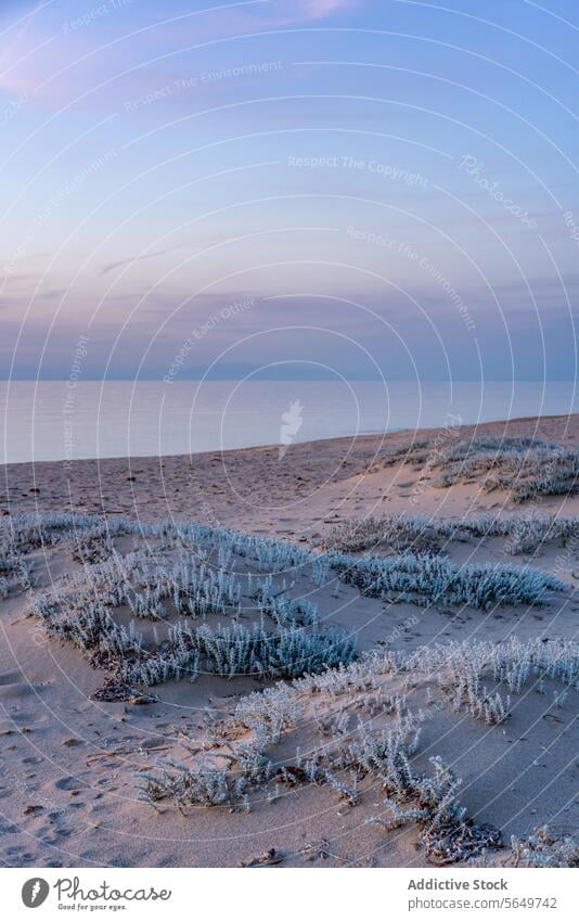 Algen auf Sandstrand gegen Meer Strand Meereslandschaft Seegras Pflanze klein filigran idyllisch Windstille MEER Wasser Blauer Himmel Sonnenuntergang Meeresufer