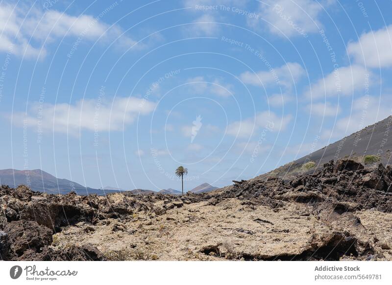 Einsame Palme im Lavafeld von Lanzarote Handfläche Baum Felsen Landschaft Berge u. Gebirge Silhouette Himmel blau Cloud Natur im Freien malerisch unfruchtbar