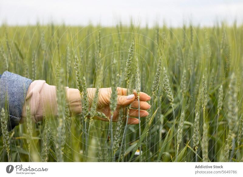 Unkenntlich gemachte Frau, die im Freien die Spitzen des grünen Weizens berührt Hand Feld berühren Natur sanft Pflege Anschluss Erde Jeansstoff Hülse beige