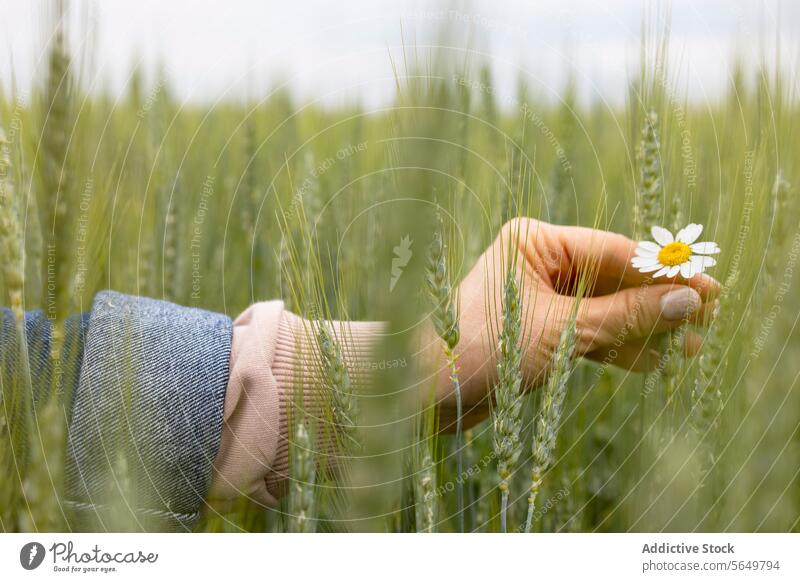 Einsames Gänseblümchen in Weizen zwischen den Fingern einer Frau gehalten Weizenfeld grün Hand Blume sanft Ruhe Natur Schönheit filigran Weichzeichner Harmonie