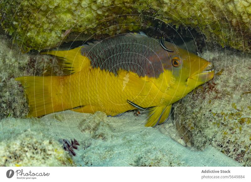 Gelbe Fische verstecken sich zwischen den Felsen unter Wasser gelb marin Leben Tierwelt Natur Meer pulsierend felsig Landschaft aquatisch versteckend