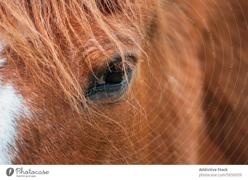 Nahaufnahme von Auge und Mähne eines Kastanienpferdes Pferd Textur Tier pferdeähnlich Fell Detailaufnahme braun Gelassenheit Reflexion & Spiegelung Windstille