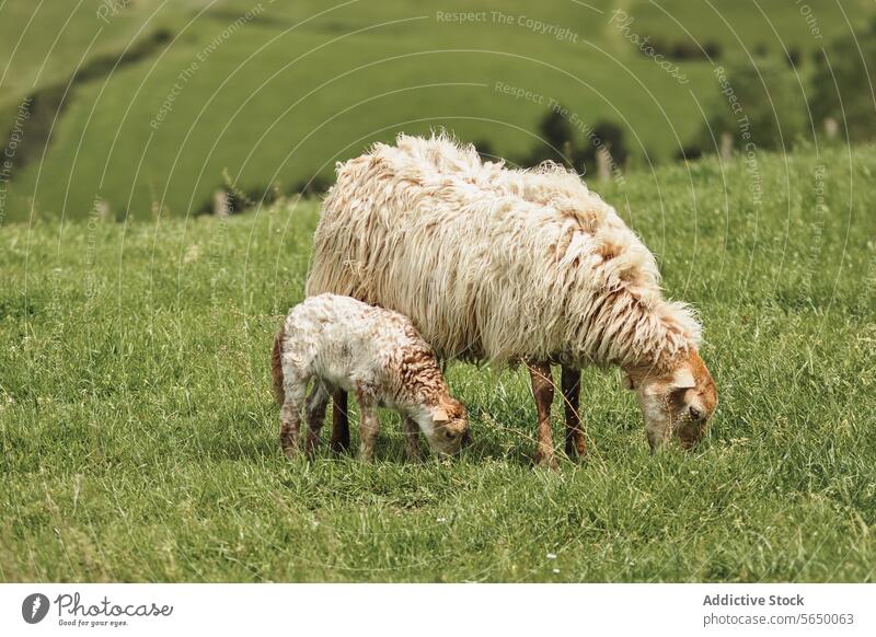 Mutterschaf und Lamm grasen zusammen in einem üppigen grünen Feld Weidenutzung Schaf jung Gras pulsierend rollierend Hügelseite Gelassenheit Natur Ackerbau
