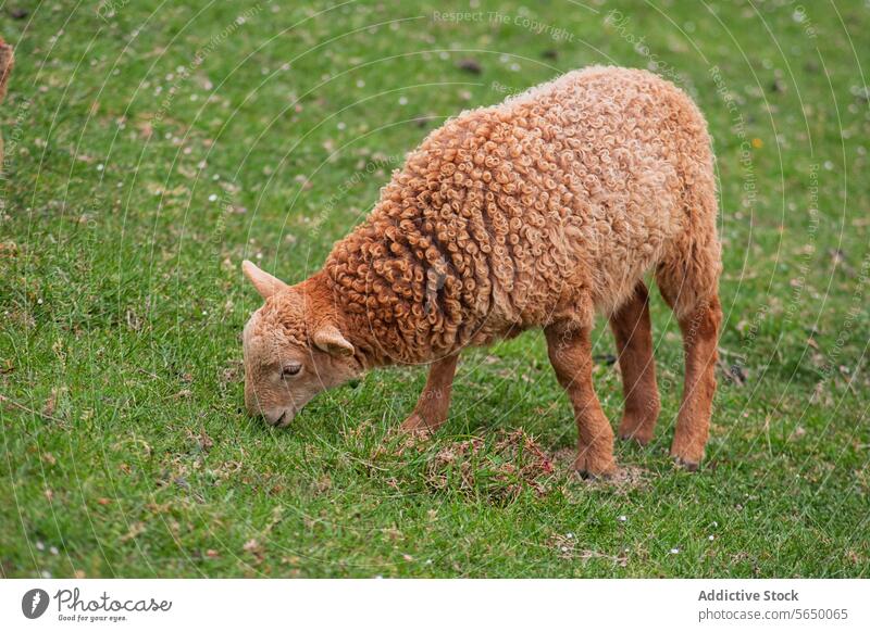 Junge braune Schafe grasen auf einer grünen Weide Weidenutzung Gras jung Tier Bauernhof Ackerbau Viehbestand Wolle Säugetier Natur im Freien Feld ländlich Land