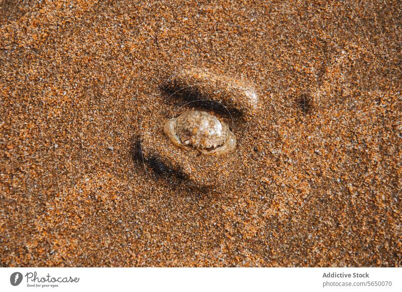 Nahaufnahme der sandigen Pelletmuster einer Bubbler-Krabbe Winkerkrabbe Design Strand Textur Sand kompliziert Muster Natur Tierwelt Schmarotzerrosenkrebs
