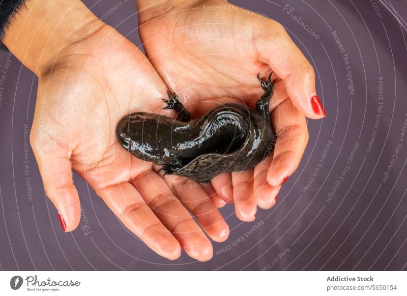 Anonyme Person hält eine mexikanische Ajolote Hände ajolote Salamander gefährdet purpur Container Xochimilco Mexico City Erhaltung Biologe Kultur axolotl