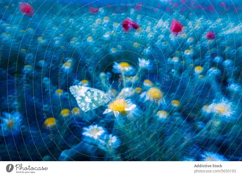 Schmetterling auf einem Gänseblümchen in einem verträumten Blumenfeld Feld verschwommen ätherisch Unschärfe blau rot Mohn Wiese skurril Natur Insekt geblümt
