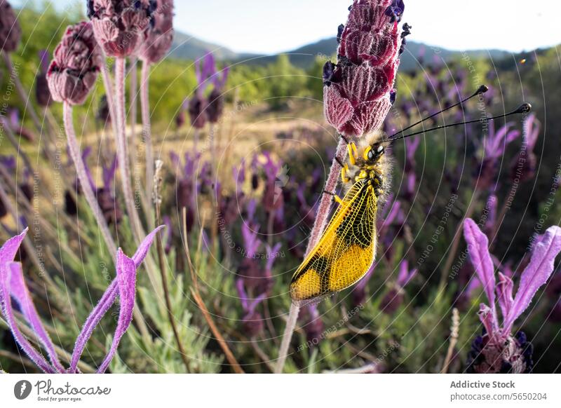 Lebendiges Insekt auf Lavendel in natürlichem Lebensraum Blume Natur Wildnis pulsierend gelb Flügel gehockt geblümt im Freien Fauna Flora purpur grün Tierwelt