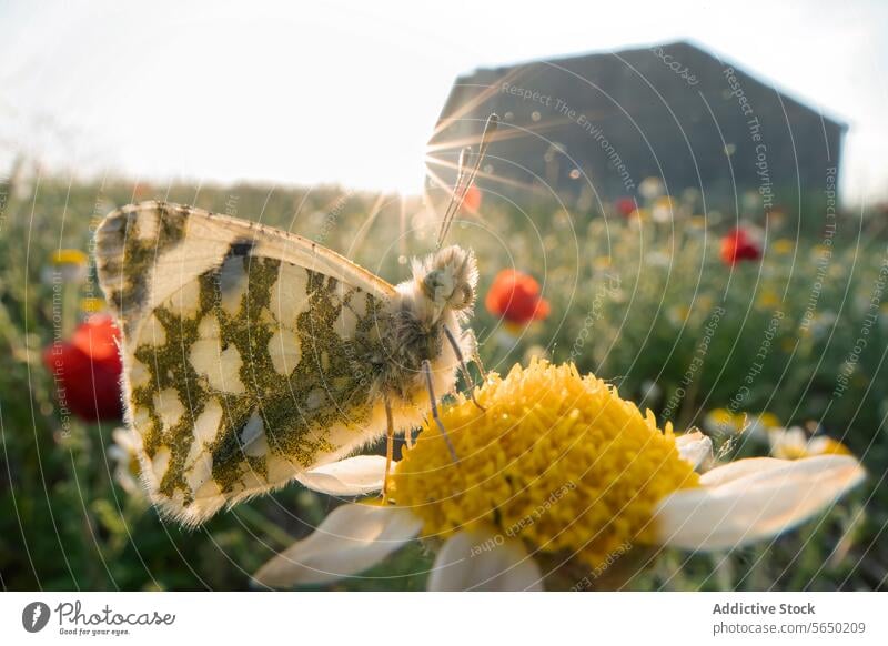 Sonnenaufgang Moment mit Schmetterling auf einer Blume Wiese Natur Morgen Sonnenlicht Flora Fauna Insekt Pollenflug im Freien Nahaufnahme Gänseblümchen Feld