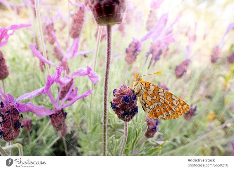 Schmetterling, der auf Lavendel in seinem natürlichen Lebensraum ruht Blume Natur Insekt purpur Blütezeit Grün filigran gehockt pulsierend Weichzeichner