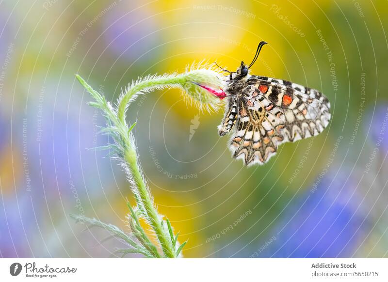 Lebendiger Schmetterling, der auf einem zarten Wildblumenstängel ruht Insekt Tierwelt Natur Makro Nahaufnahme Detailaufnahme Muster Pflanze Vorbau unscharf