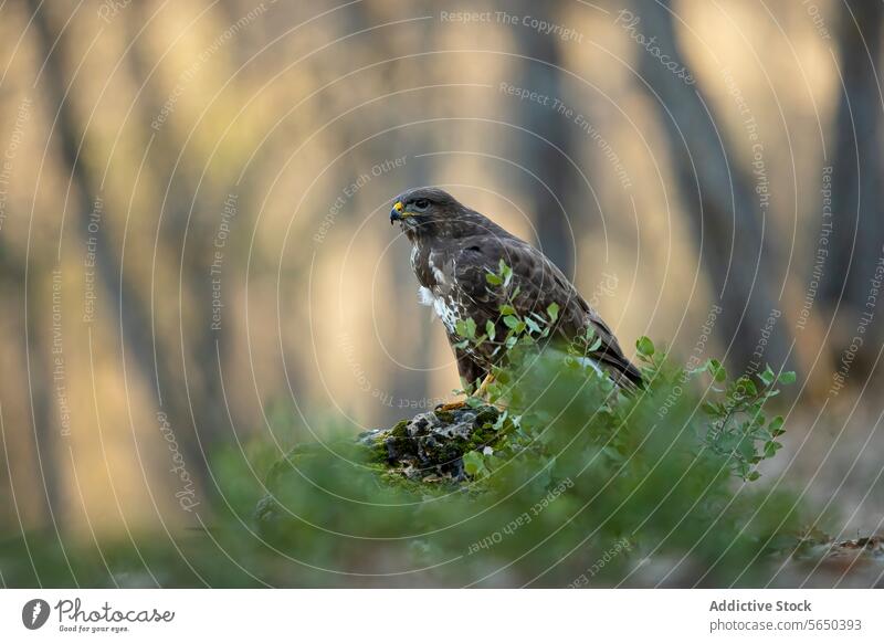Majestätischer Waldadler in einem mediterranen Waldgebiet Adler Vogel Tierwelt Raptor Natur Ruhe Gelassenheit grün gehockt einsiedlerisch Raubtier wild