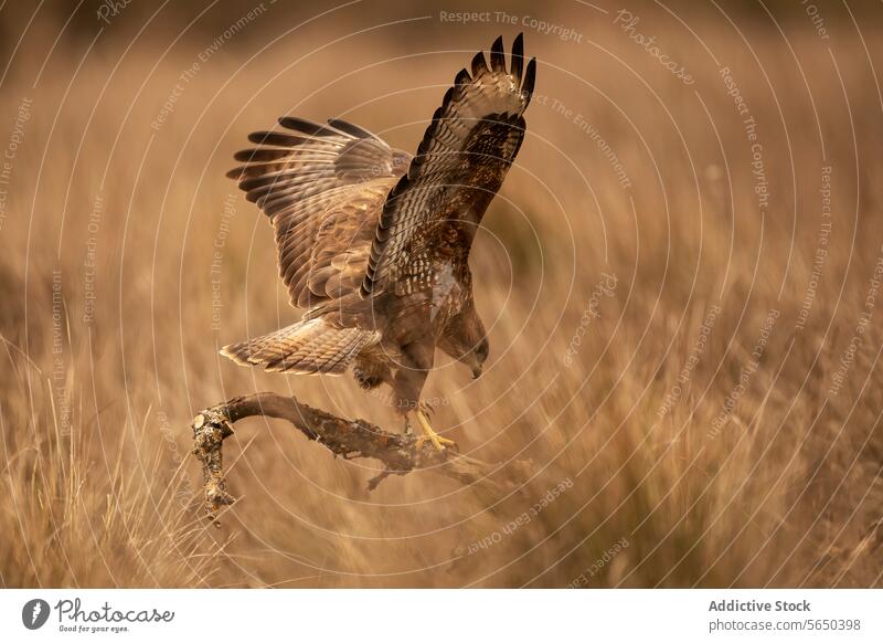 Majestätischer Waldadler bei der Landung in einem mediterranen Lebensraum Adler Landen Talon Vogel Tierwelt Natur majestätisch Abstieg Anmut golden Tonung