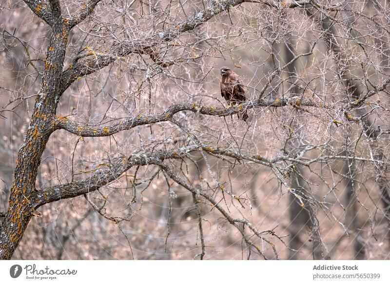 Majestätischer Adler in mediterraner Waldszene Baum Ast Natur Tierwelt Tarnung Vogel Lebensraum natürlich im Freien Szene Umwelt Erhaltung gehockt Raubtier
