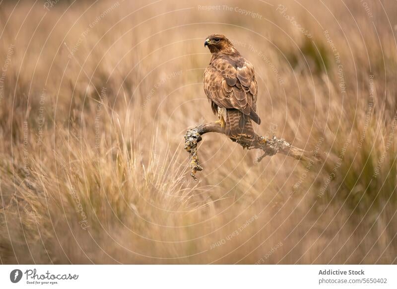 Majestätischer Waldadler in seinem mediterranen Lebensraum Adler Tierwelt Natur Vogel Raptor Gras im Freien Raubtier majestätisch wild Federn Schnabel Flügel