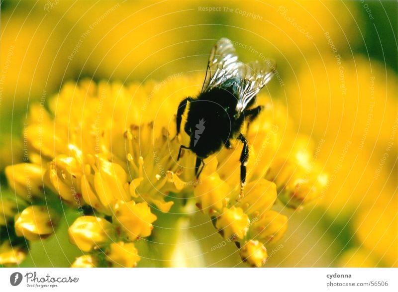 Ich Sauger, Du Biene (oder Hummel) saugen gelb Tier Insekt Honig Blüte Sammlung Unschärfe Pflanze Blume Makroaufnahme Nahaufnahme Pollen Detailaufnahme Farbe