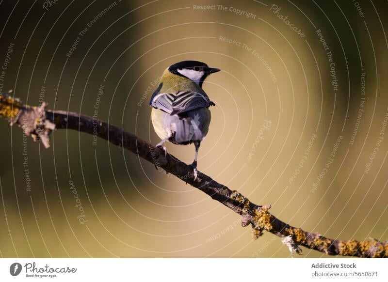 Eleganter Vogel auf einem moosbewachsenen Zweig in der Natur Ast Moos Tierwelt Gefieder gehockt Gelassenheit Weichzeichner Hintergrund schwarz weiß natürlich