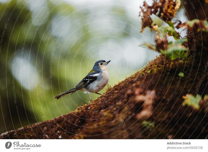 Buchfink im Regenwald sitzend Singvogel Baum Ast Moos Wald Waldgebiet natürlich klein Sitzgelegenheit deckend Weichzeichner Vogel Natur Selektiver Fokus Tier