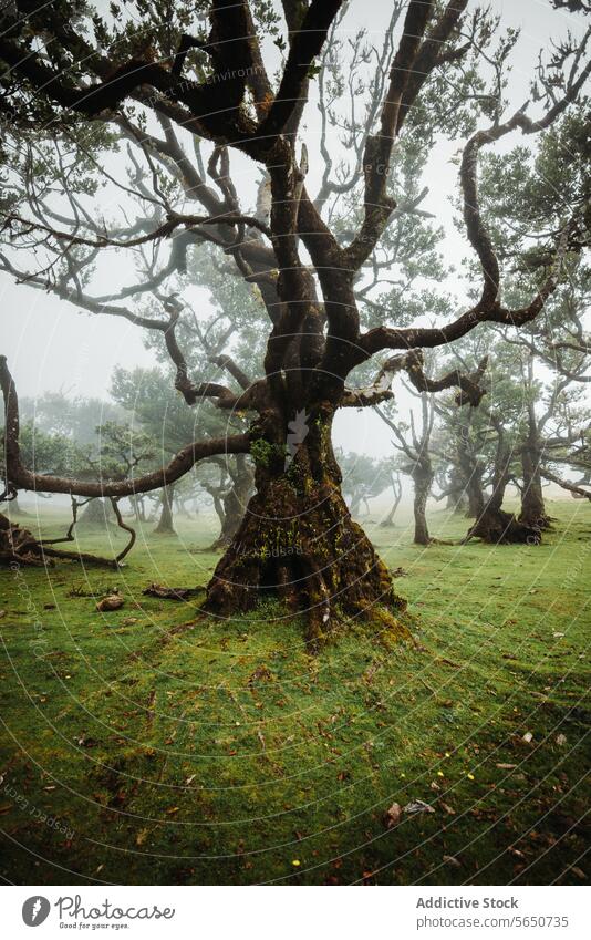 Idyllische und malerische Aussicht auf Bäume auf grünem Gras Landschaft in natürlichen Wald unter dichten nebligen Wetter Baum Nebel Pflanze Atmosphäre Wachstum