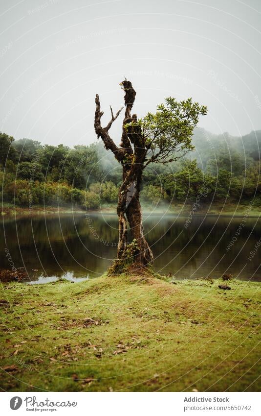 Beschädigte Baum mit Zweig und Blätter in der Nähe von kleinen Teich in natürlichen Regenwald gegen bewölkten Himmel Wald Pflanze Nebel Wetter Ast Blatt