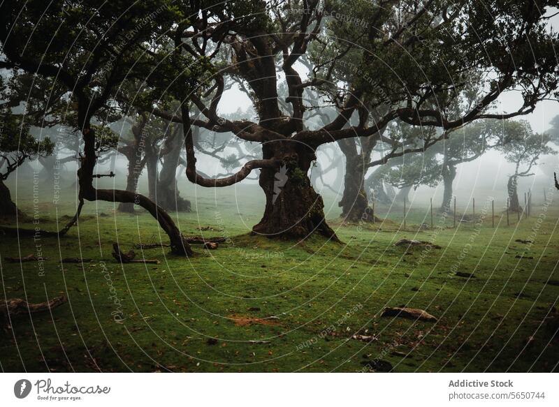 Idyllische und malerische Aussicht auf Bäume auf grünem Gras Landschaft in natürlichen Wald unter dichten nebligen Wetter Baum Nebel Pflanze Atmosphäre Wachstum