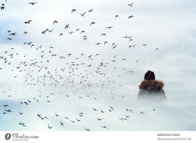 Unbekannte Person in der Einsamkeit inmitten der fliegenden Herde Nebel Vögel Himmel Flug Natur anstarrend Schwarm Bewegung im Freien ruhig