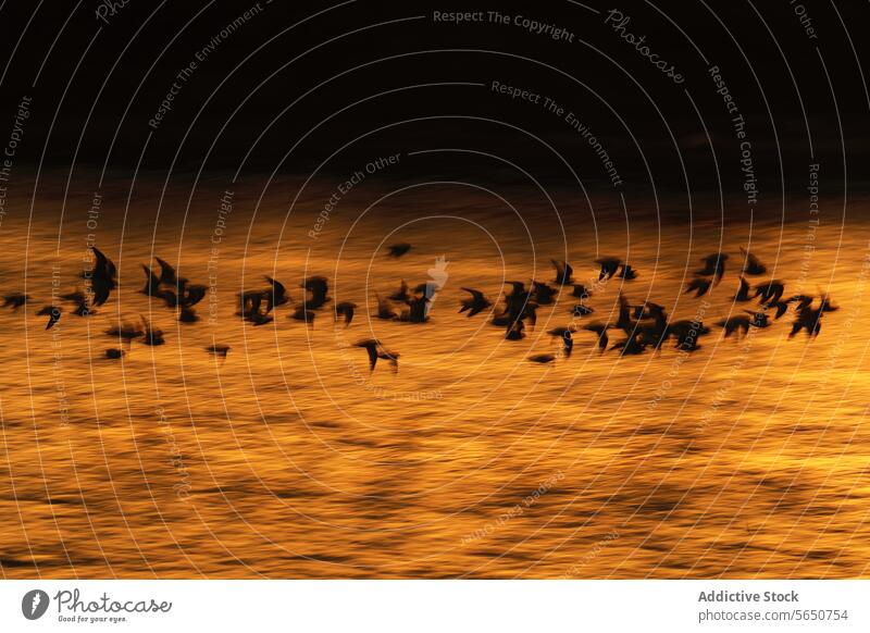 Silhouettierte Vögel fliegen bei Sonnenuntergang über Wasser Vogel Silhouette golden Schwarm Fliege Tonung natürlich Schönheit Szene fesselnd Rippeln Tierwelt