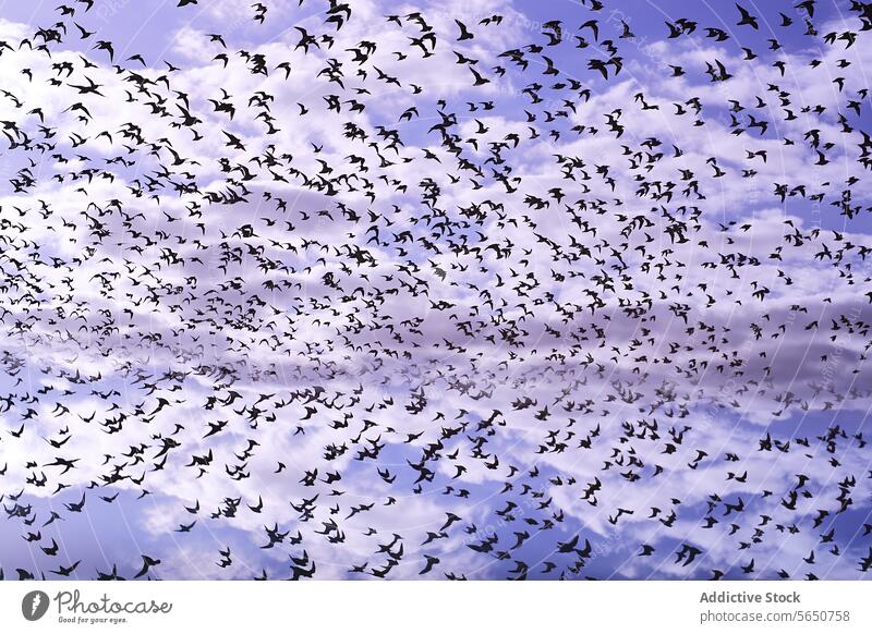Vogelschwarm unter einem lila Himmel Flug Schwarm Cloud purpur schweben Freiheit Flügel Migration Natur Tierwelt himmelwärts Antenne im Freien kollektiv